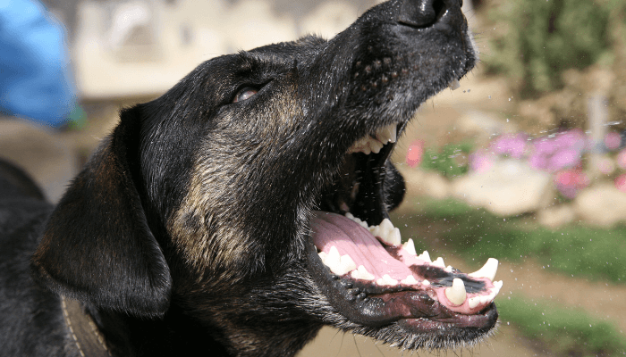 吠える犬　しつけ